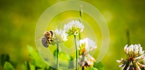Close up of honey bee on the clover flower in the green field. Green background