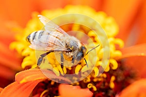 Close up honey bee collecting nectar on orange zinnia flower