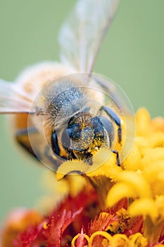 Close up honey bee collecting nectar on orange zinnia flower