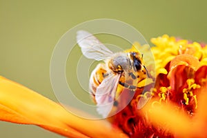 Close up honey bee collecting nectar on orange zinnia flower