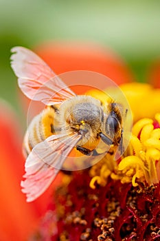 Close up honey bee collecting nectar on orange zinnia flower