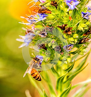 Close up Honey Bee on colorful plant obtaining nectar