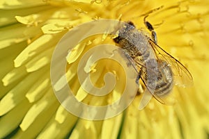 Close-up of honey bee on dandelion