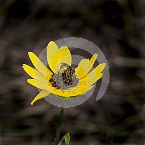 Portrait of a Honey Bee on a Black Eyed Susan