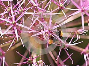 Close up of a Honey bee full of pollen feeding on a Purple Allium Flower.