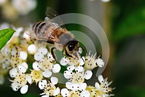 Close-up of a honey bee gathering nectar