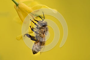 Close-up of a honey bee hanging on a yellow rapeseed flower. The background is yellow the color of rapeseed