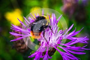 Close up honey Bee Insect Pollinating Clover Flower