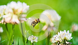 Close up of honey bee in midair on the clover flower in the green field. Green background