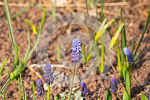 Close up of a honey bee near the flower of a grape hyacinth, muscari armeniacum