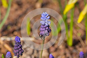 Close up of a honey bee near the flower of a grape hyacinth, muscari armeniacum