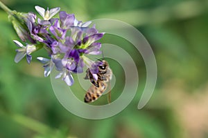 Close-up of honey bee pollinates alfalfa flower on natural background