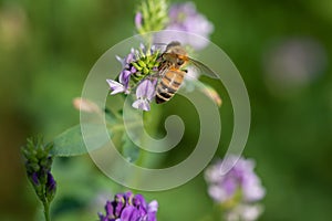 Close-up of honey bee pollinates alfalfa flower on natural background