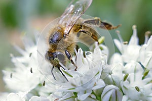 Close up of honey bee pollinating flower in the garden. Detail view of European honeybee pollinate flower on summer time photo