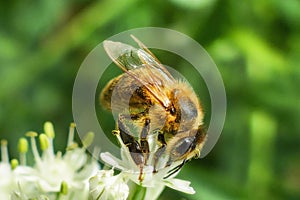 Close up of honey bee pollinating flower in the garden. Detail view of European honeybee pollinate flower on summer time