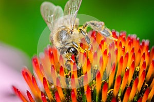 close up honey Bee Pollinating /Honey Bee Pollinating echinacea