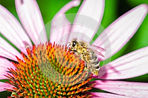 close up honey Bee Pollinating/honey bee sitting on the echinacea purpurea flower