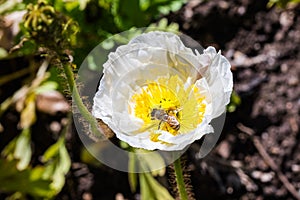 Close up of Honey Bee pollinating an Iceland poppy Papaver nudicaule blooming in a garden in California