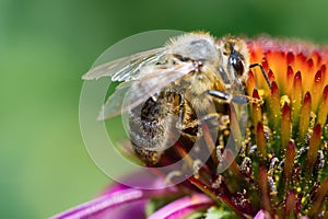 Close-up of a honey bee pollinating the purple flower