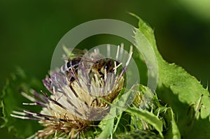 Close-up of a honey bee searching for pollen and food on the flower of a silver thistle, against a green background