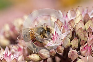 Close-up of a Honey bee on Sedum 'Matrona