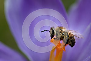 Close-up of a honey bee sitting on the pistil of a purple crocus flower in the morning. The bee is still damp from the night and