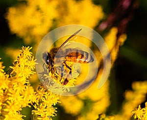 Close up of honey bee on Solidago, goldenrod, yellow flower and a brown grass weed