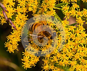 Close up of honey bee on Solidago, goldenrod, yellow flower and a brown grass weed