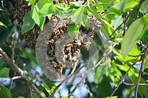 A close-up on a honey bee swarm on a cherry tree in summer