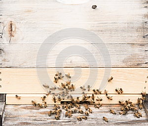 Close up of honey bees, some with full pollen baskets
