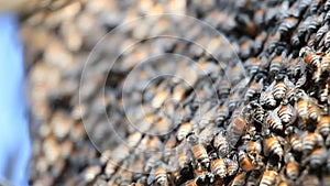 close up of honey bees in a swarm make a hive background.