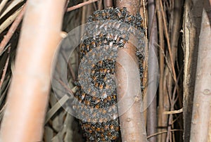 Close up of honey comb.Bee hive