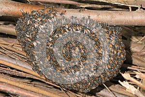 Close up of honey comb.Bee hive