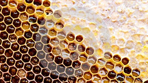 close up of honey wood wax frame honeycomb, 4k slow motion.