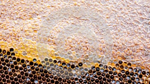 close up of honey wood wax frame honeycomb, 4k slow motion.