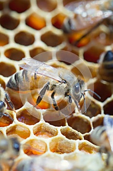 Close up of honeybee in hive