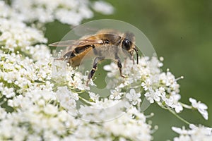 Close up of honeybee on white flower blossom