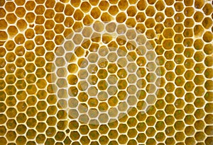 Close up of a honeycomb in beehive, yellow abstract texture and background