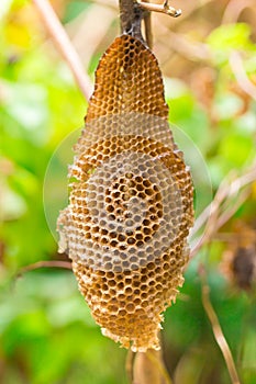 Close up honeycomb empty no bee inside.