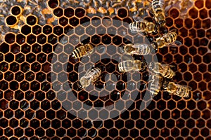 Close up honeycomb in wooden frame with bees on it. Apiculture concept