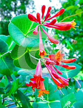 Close up of honeysuckle flowers