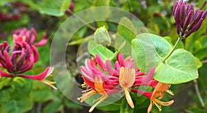 Close up Honeysuckle flowers with impressive bicolor blooms of pink and white.