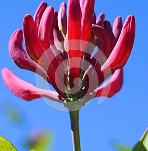 Close up Honeysuckle flowers with impressive bicolor blooms of pink and white. Lonicera periclymenum flowers.