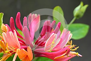 Close up Honeysuckle flowers with impressive bicolor blooms of pink and white. Lonicera periclymenum flowers.