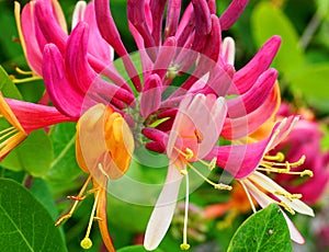 Close up Honeysuckle flowers with impressive bicolor blooms of pink and white. Lonicera periclymenum flowers.