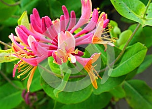 Close up Honeysuckle flowers with impressive bicolor blooms of pink and white. Lonicera periclymenum flowers.