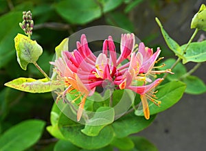 Close up Honeysuckle flowers with impressive bicolor blooms of pink and white. Lonicera periclymenum flowers.