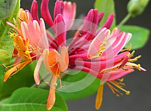 Close up Honeysuckle flowers with impressive bicolor blooms of pink and white. Lonicera periclymenum flowers.
