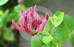 Close up Honeysuckle flowers with impressive bicolor blooms of pink and white. Lonicera periclymenum flowers.