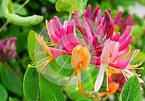 Close up Honeysuckle flowers with impressive bicolor blooms of pink and white. Lonicera periclymenum flowers.